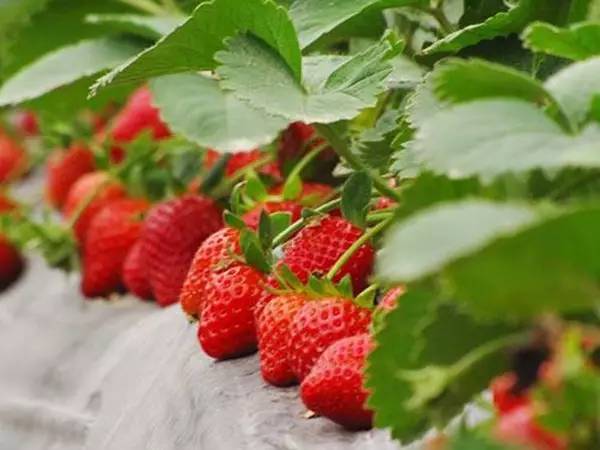 重慶草莓草莓视频APP黄色