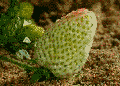 重慶草莓草莓视频APP黄色